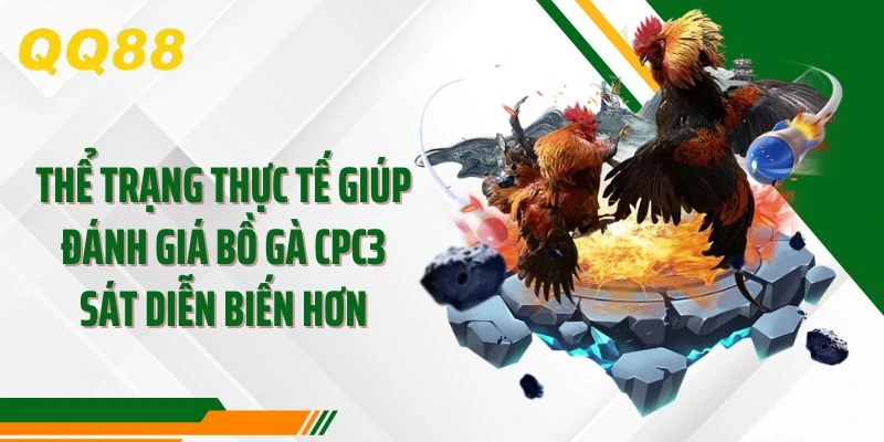 Thể trạng thực tế giúp đánh giá bồ gà CPC3 sát diễn biến hơn